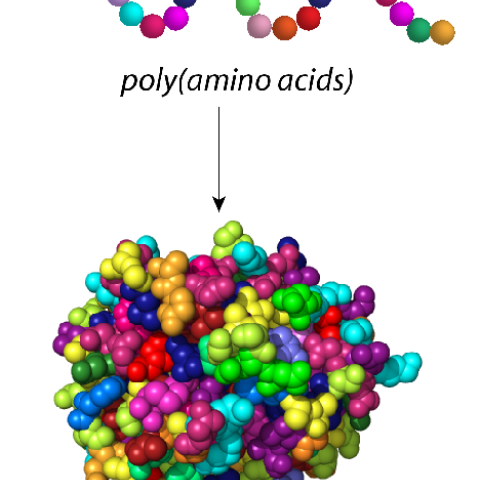 Schematic of poly (amino acids)