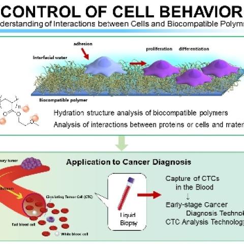 Schematic of cell and protein interaction and its application to cancer diagnosis