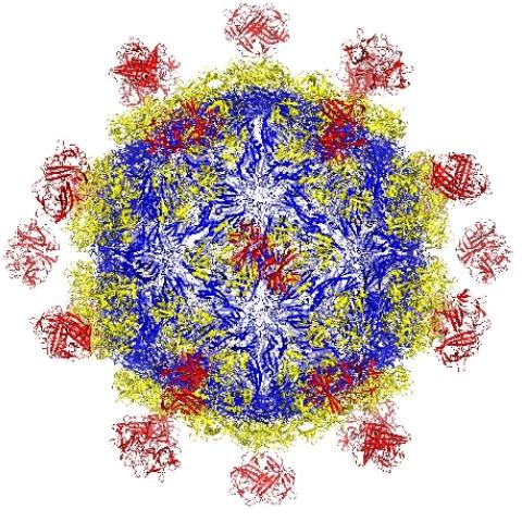 Design of Next-Generation Vaccines Using Protein Engineering: Nano Seminar series
