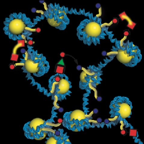 Multiscale Modeling of Chromosomal DNA and the Physical Processes Underlying Epigenetic Regulation: Nano Seminar series