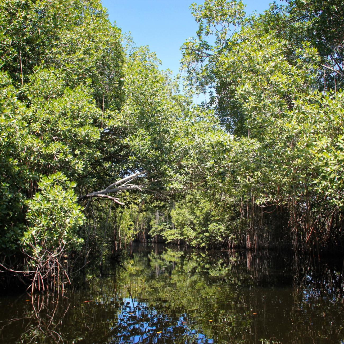 Mangrove Forest