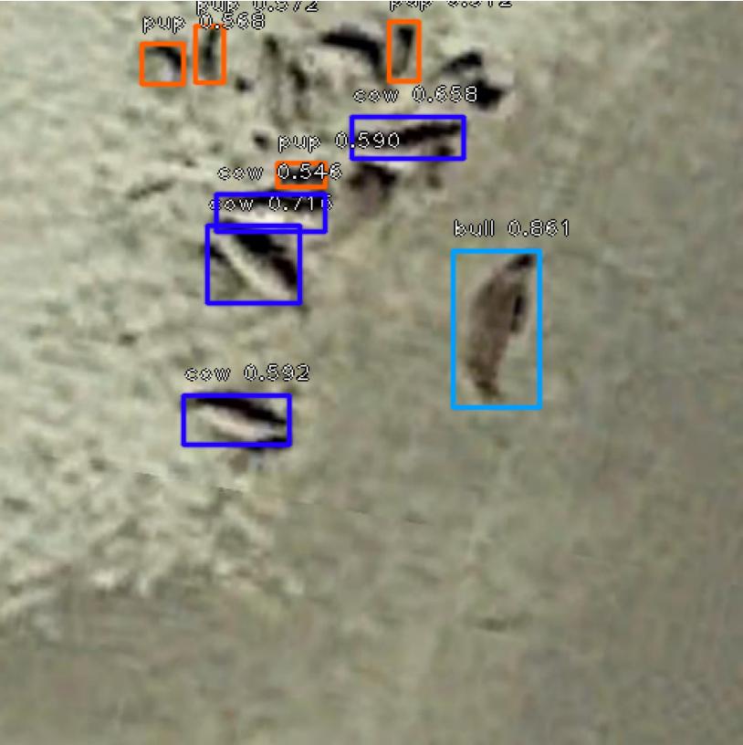 The output of Gifford's model identifying bulls (blue), cows (purple) and pups (red). (Photo/ Silas Gifford)