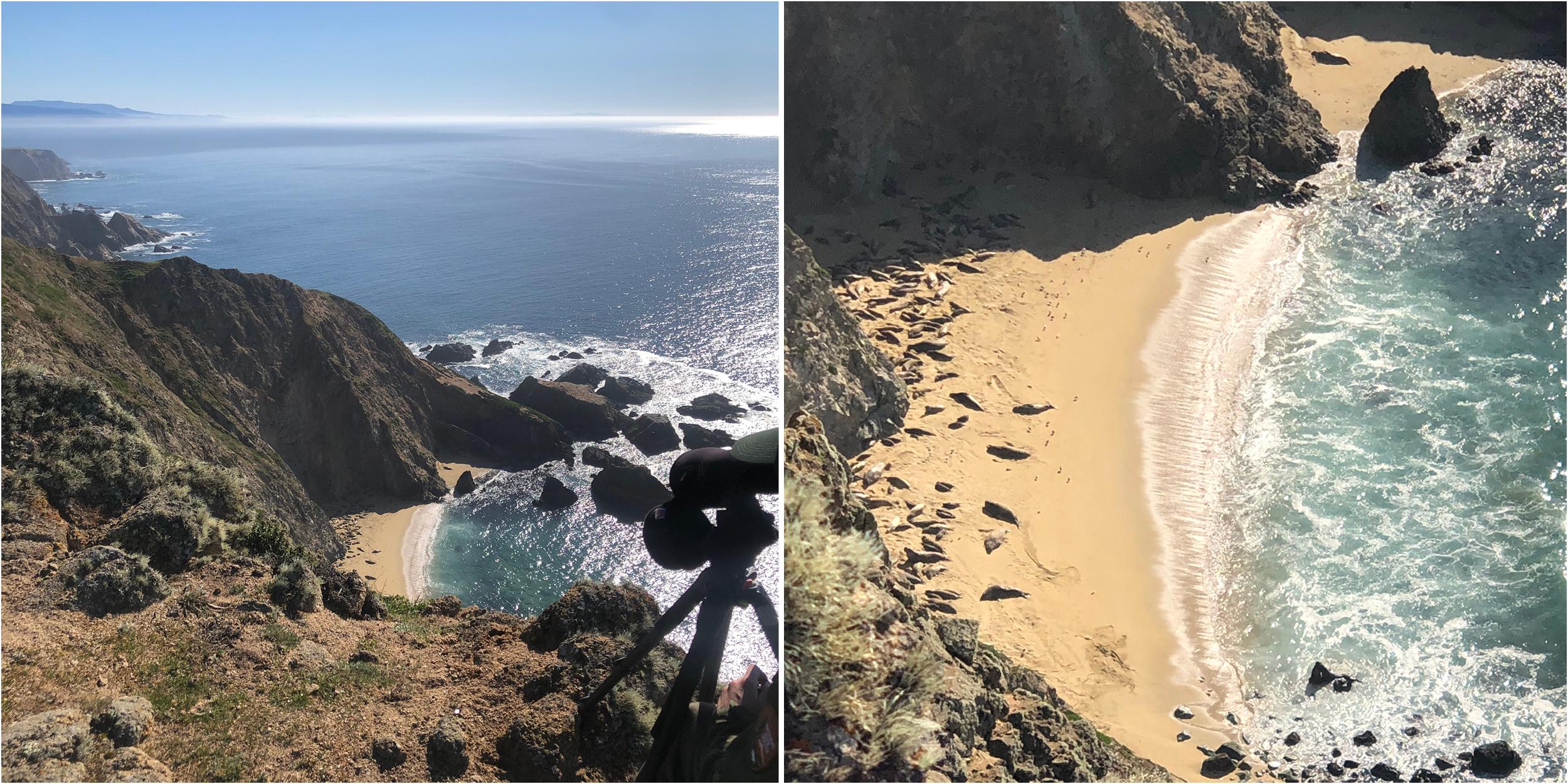 A view of seals on the beach from a lookout point and a close-up. (Photo/ Silas Gifford)