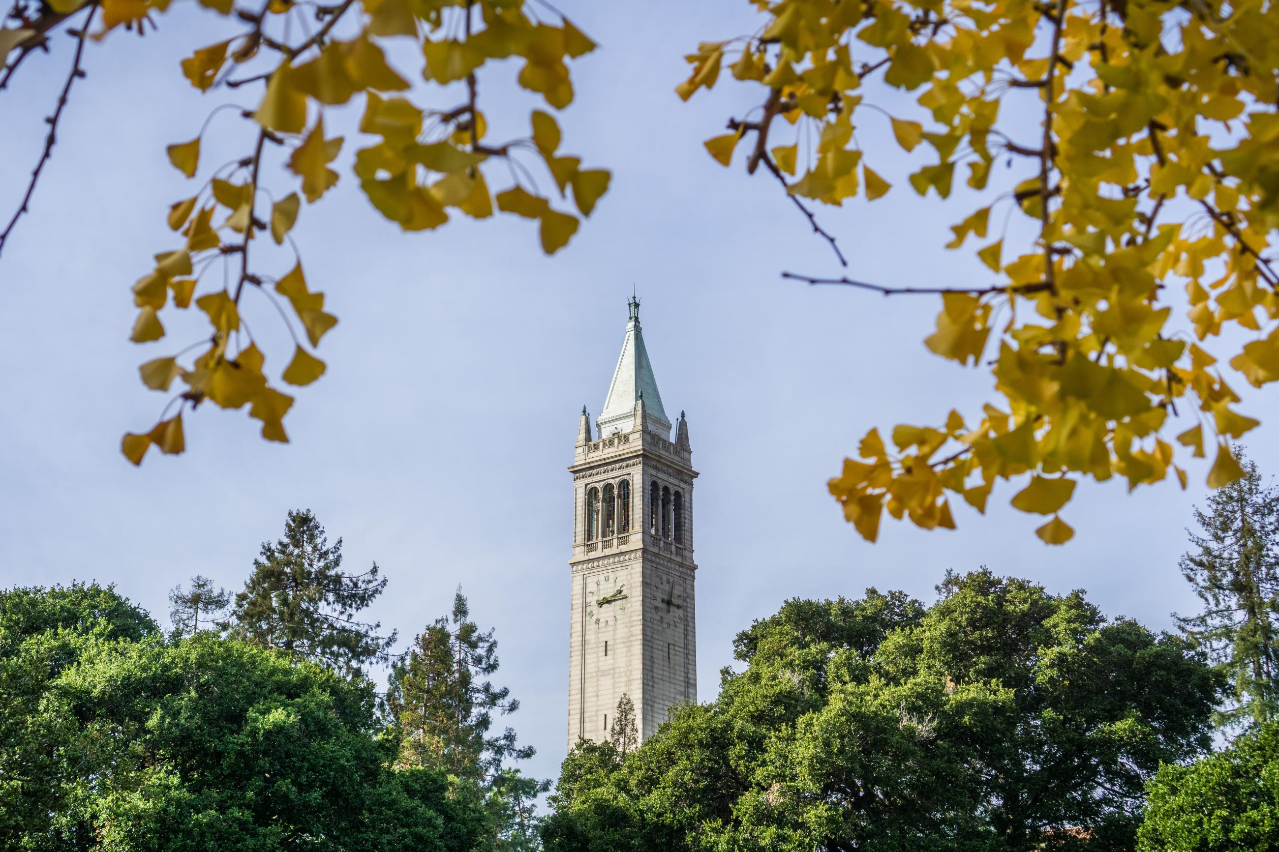 UC Berkeley's Campanile in the background with yellow ginkgo leaves in the foreground.