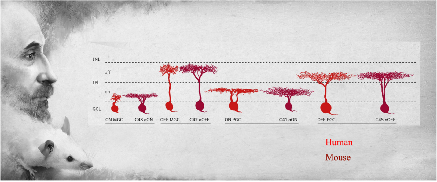. This diagram shows the similarities between the retinal cells of humans and mice, including the ON and OFF “midget” retinal ganglion cells (MGCs).