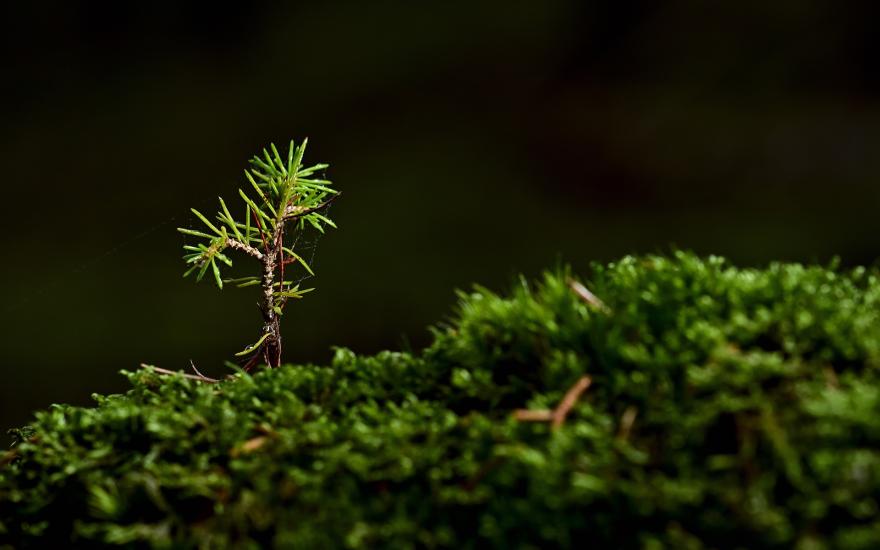 TRee sapling image