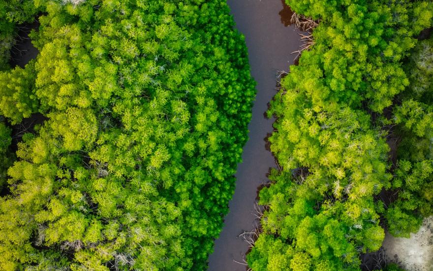 mangroves