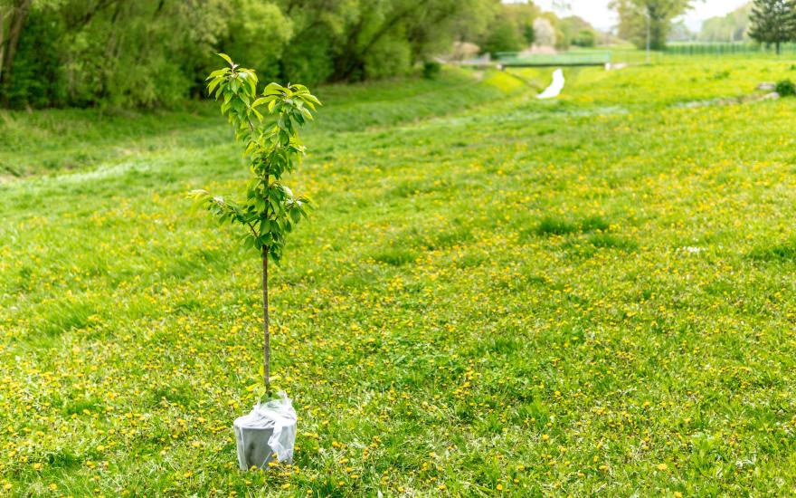 tree