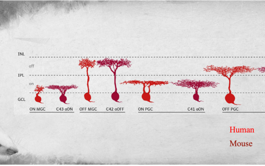 . This diagram shows the similarities between the retinal cells of humans and mice, including the ON and OFF “midget” retinal ganglion cells (MGCs).