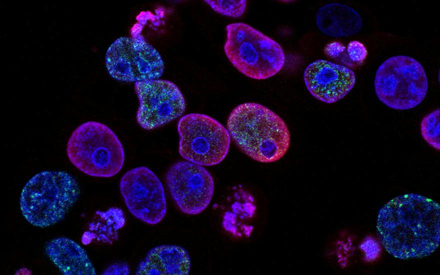 UC Berkeley Shekhar Lab: Evolution of retinal cell types