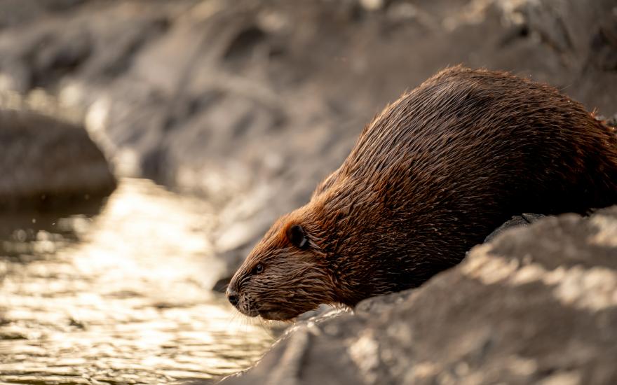 The Sierra Nevada Beaver Project