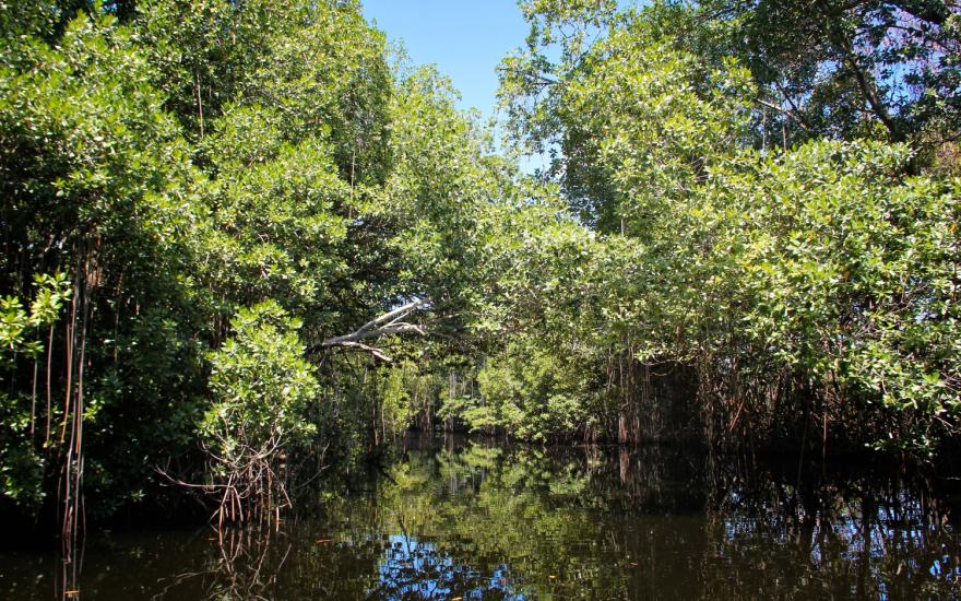 Mangrove Forest