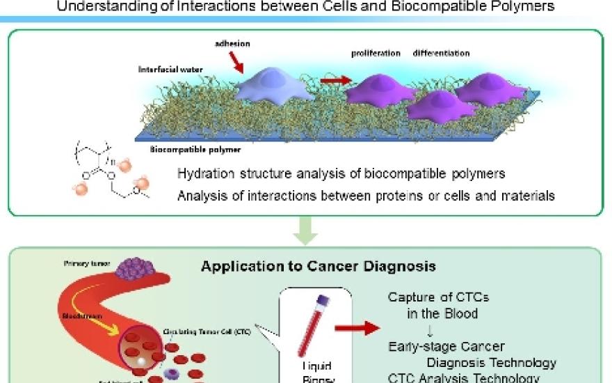Schematic of cell and protein interaction and its application to cancer diagnosis