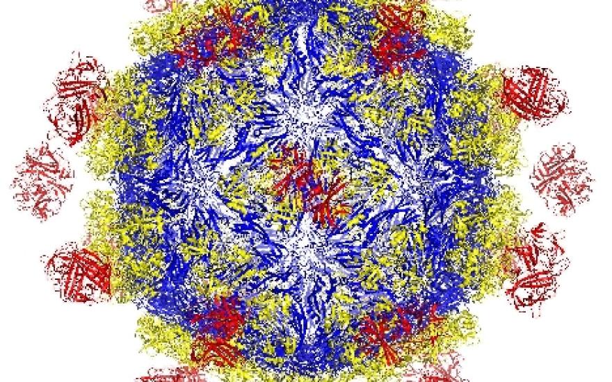 Design of Next-Generation Vaccines Using Protein Engineering: Nano Seminar series