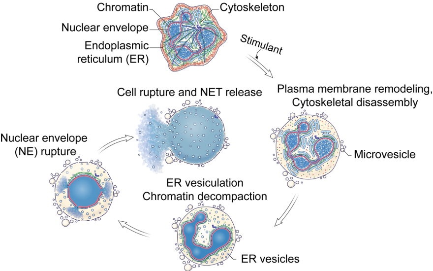 Cellular Biophysics of Neutrophils – Lessons from NETosis